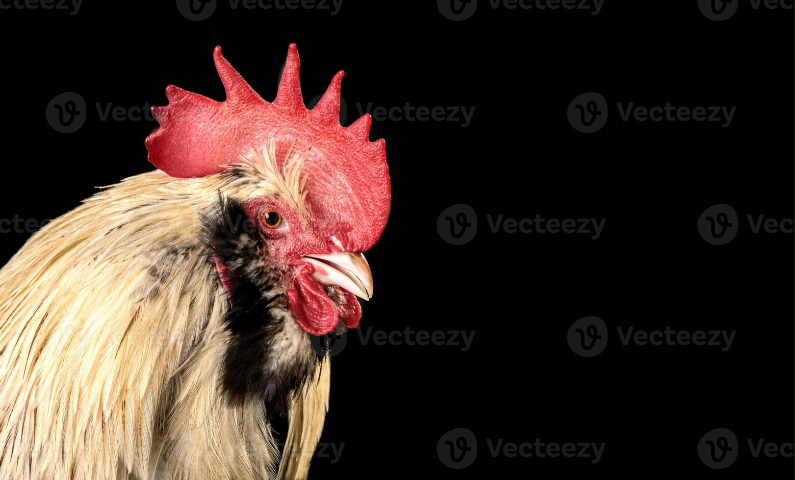 primer plano, retrato, de, un, gallo, aislado, en, un, fondo negro foto