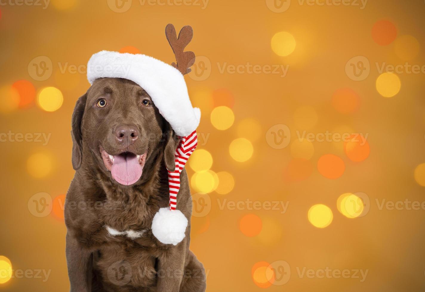 New year and Christmas concept with Dog wearing reindeer antlers headband against brave ground background photo