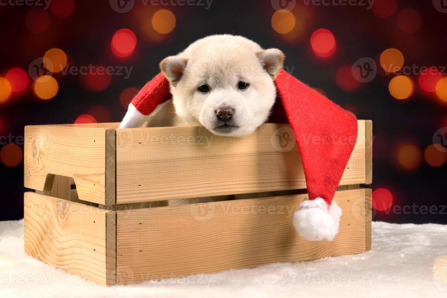 A white Shiba inu puppy wearing a red Santa hat on a colorful bokeh background photo