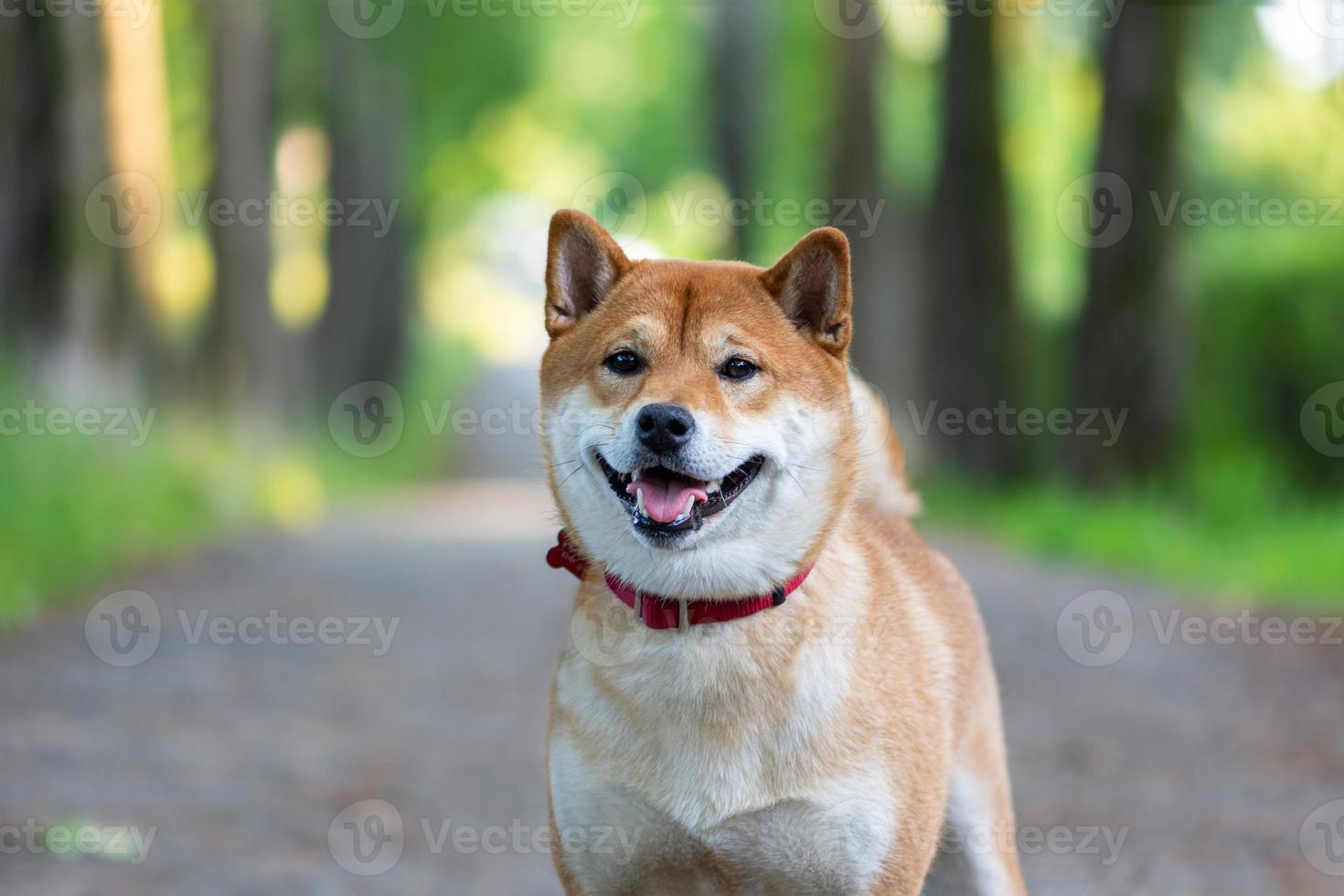 perro japonés color rojo shiba inu se encuentra en la carretera y sonríe. el concepto de largo camino. foto