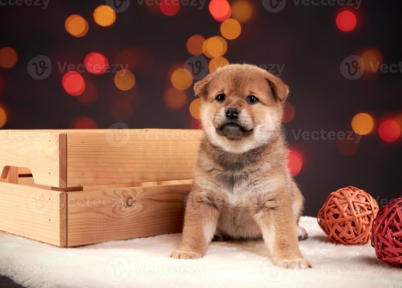 A red Shiba inu puppy sits next to a wooden box on a colorful bokeh photo