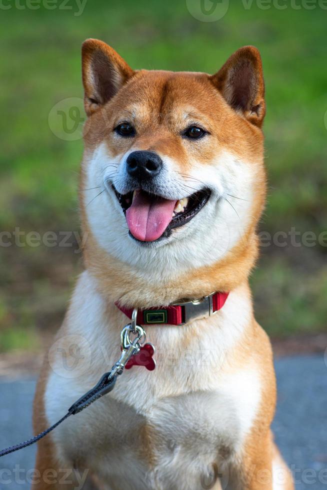 Portrait of a cute Japanese dog Shiba Inu on a background of green grass. photo