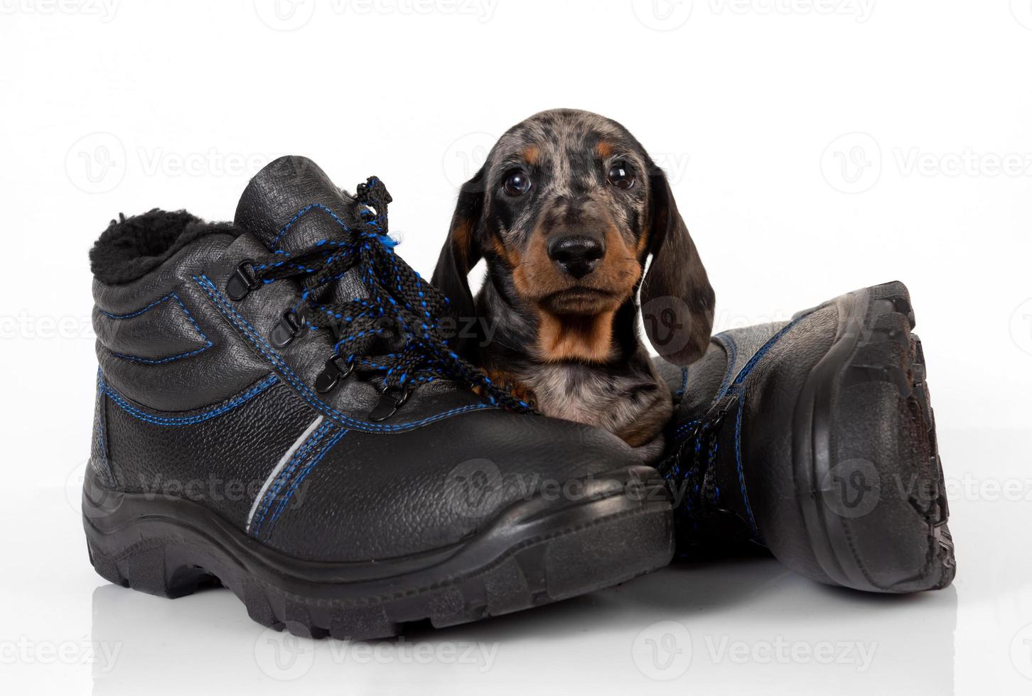 Little dachshund puppy with shoes lying on a white studio background photo