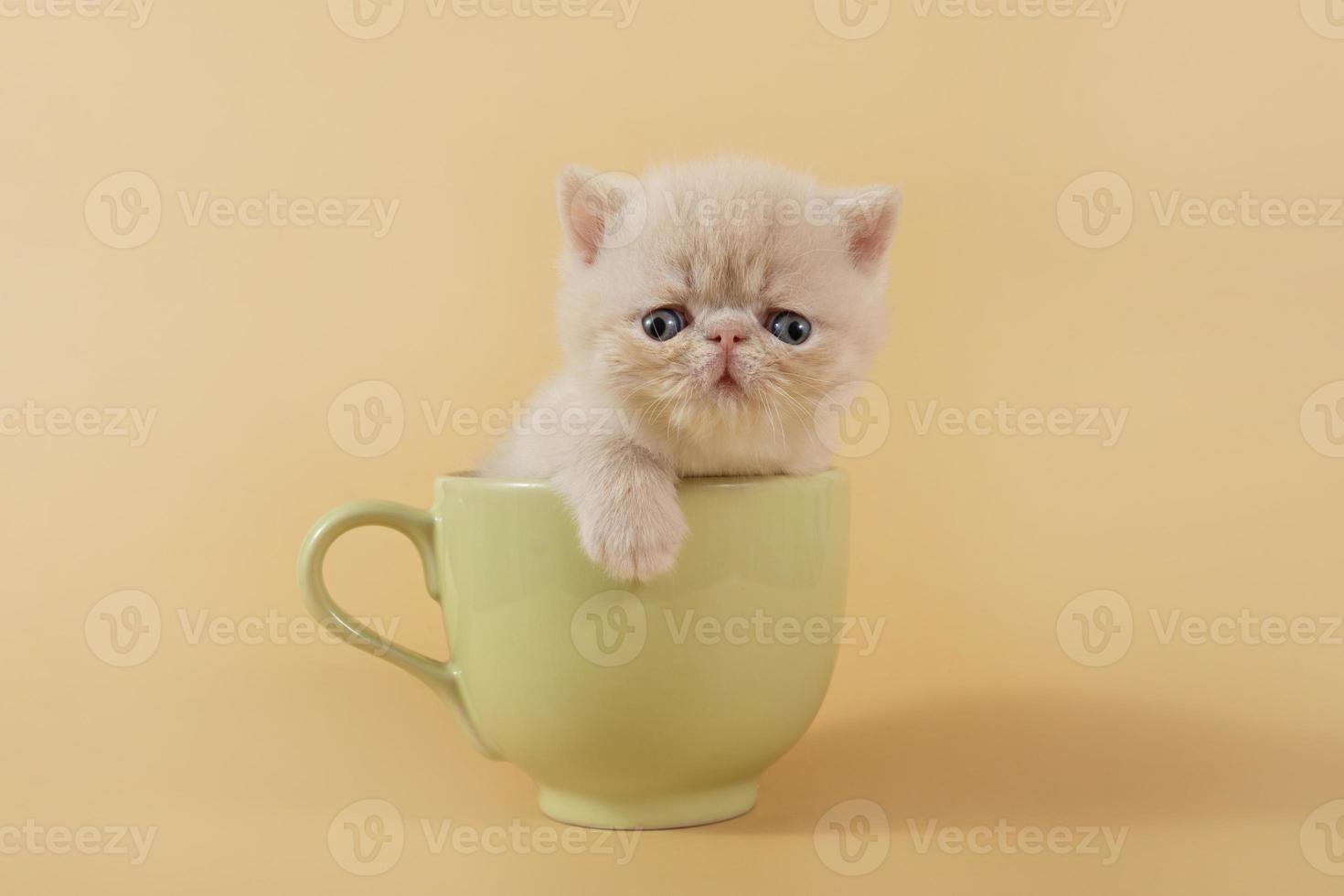 A creamy exotic kitten is sitting in a large green cup on a beige background. photo