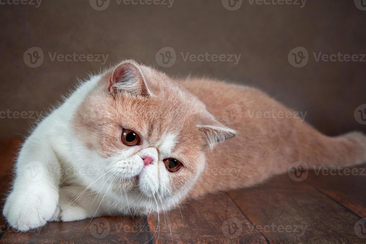 A beautiful exotic Shorthair cat lies on the brown background of the Studio. photo