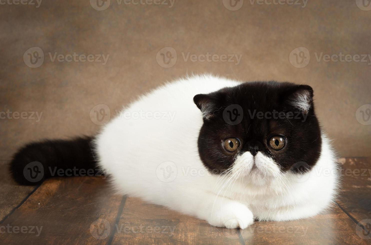 A beautiful exotic shorthair cat lies on the brown background of the studio. photo