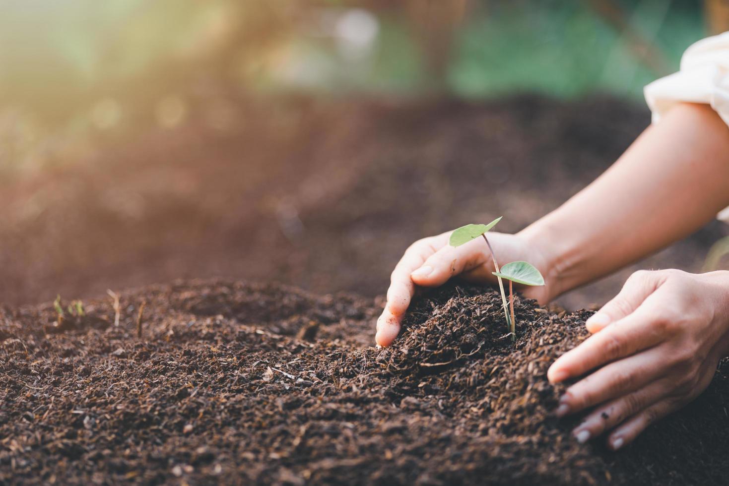 Woman's hands scooping soil to plant trees, environmental conservation concept Protect and preserve resources plant trees to reduce global warming use renewable energy conservation of natural forests photo