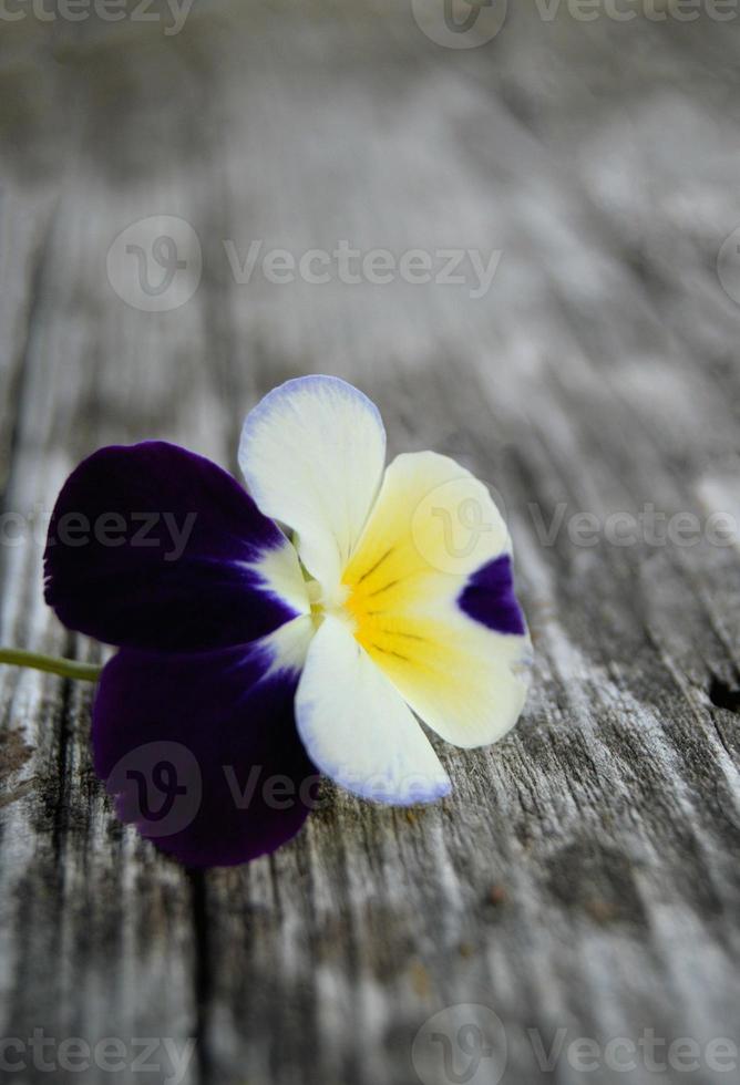 Pansy flower on old wooden background photo