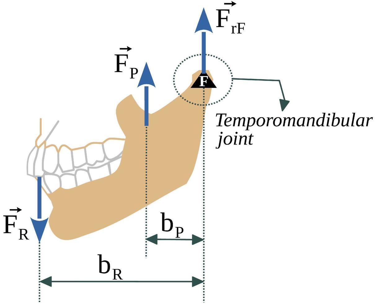 The mandibular lever, combined bone and muscle action during mastication vector
