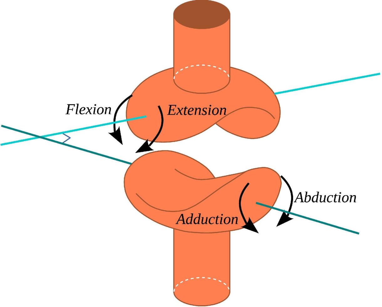 la articulación en silla de montar es un tipo de articulación sinovial que permite la articulación por recepción recíproca vector