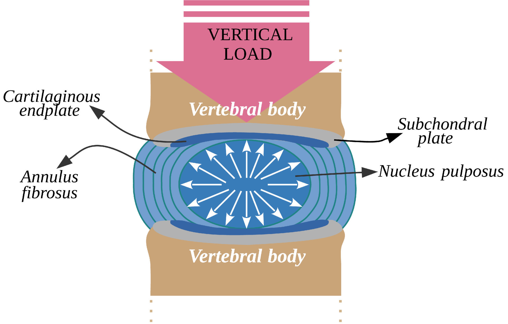 The intervertebral disc is a fibrocartilaginous structure that joint
