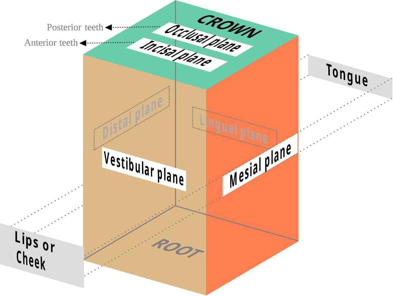 Tooth surfaces, labial, buccal, incisal, ligual, mesial, occlusal and vestibular vector