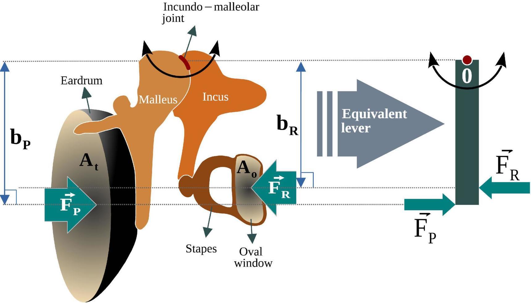 Lever action of the middle ear - The middle ear acts as an impedance transformer or pressure intensifier that increases the pressure of the sound waves at the oval window vector