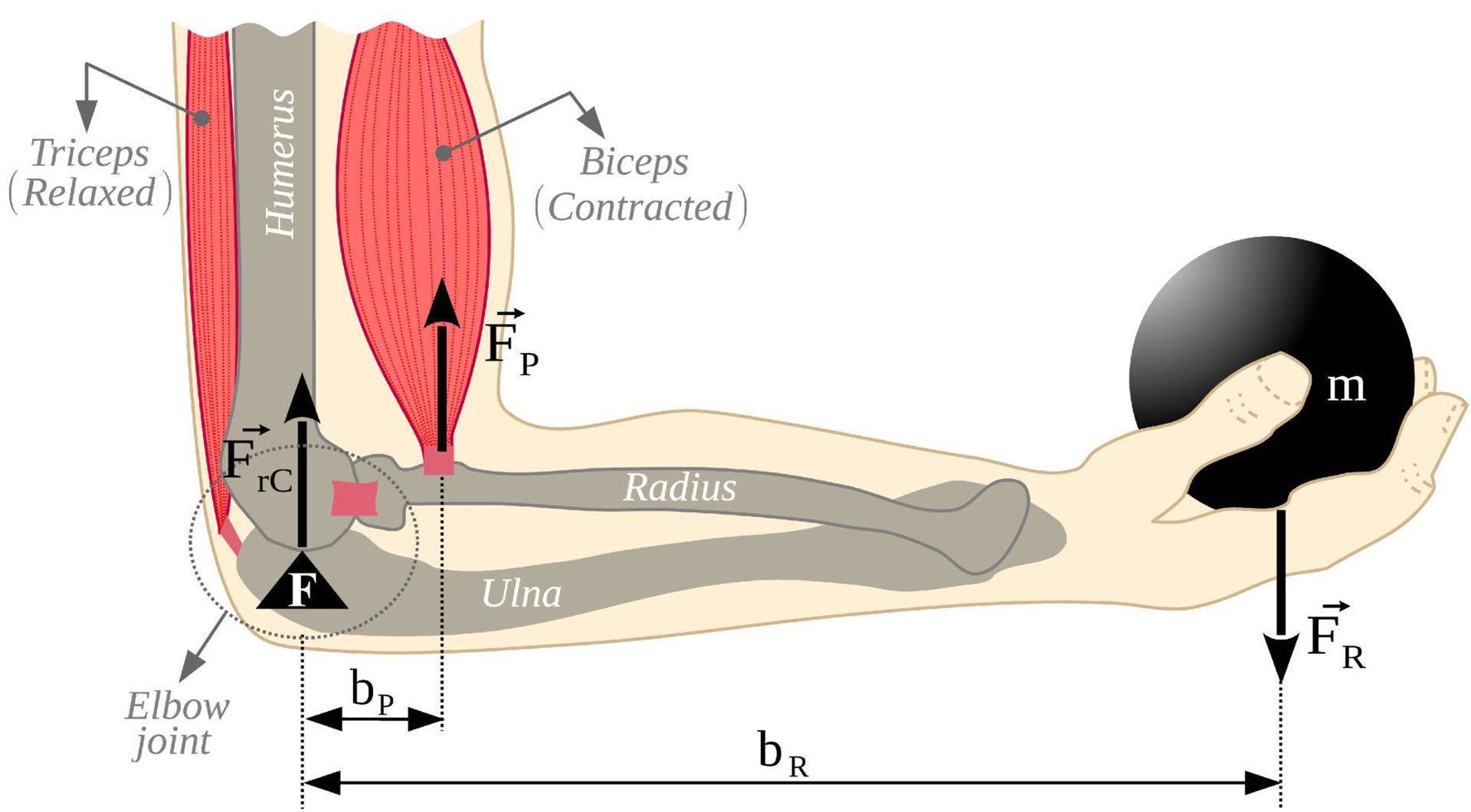 Lever, biceps-elbow-forearm mechanical system. Forearm movement with load in the hand vector