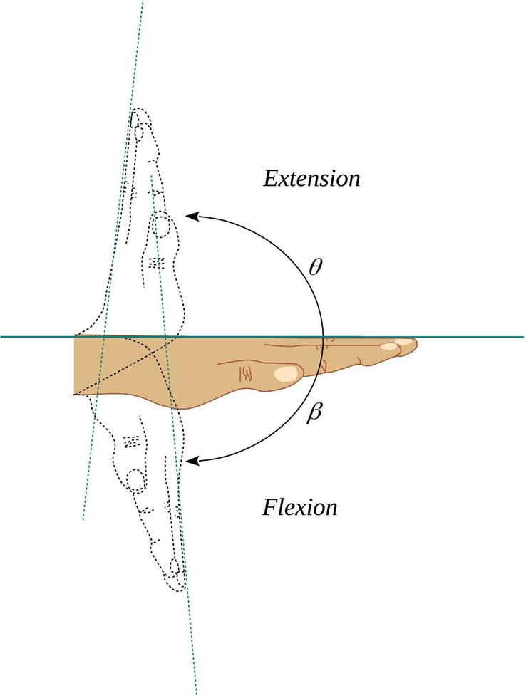 Flexion and extension movements of the wrist joint vector