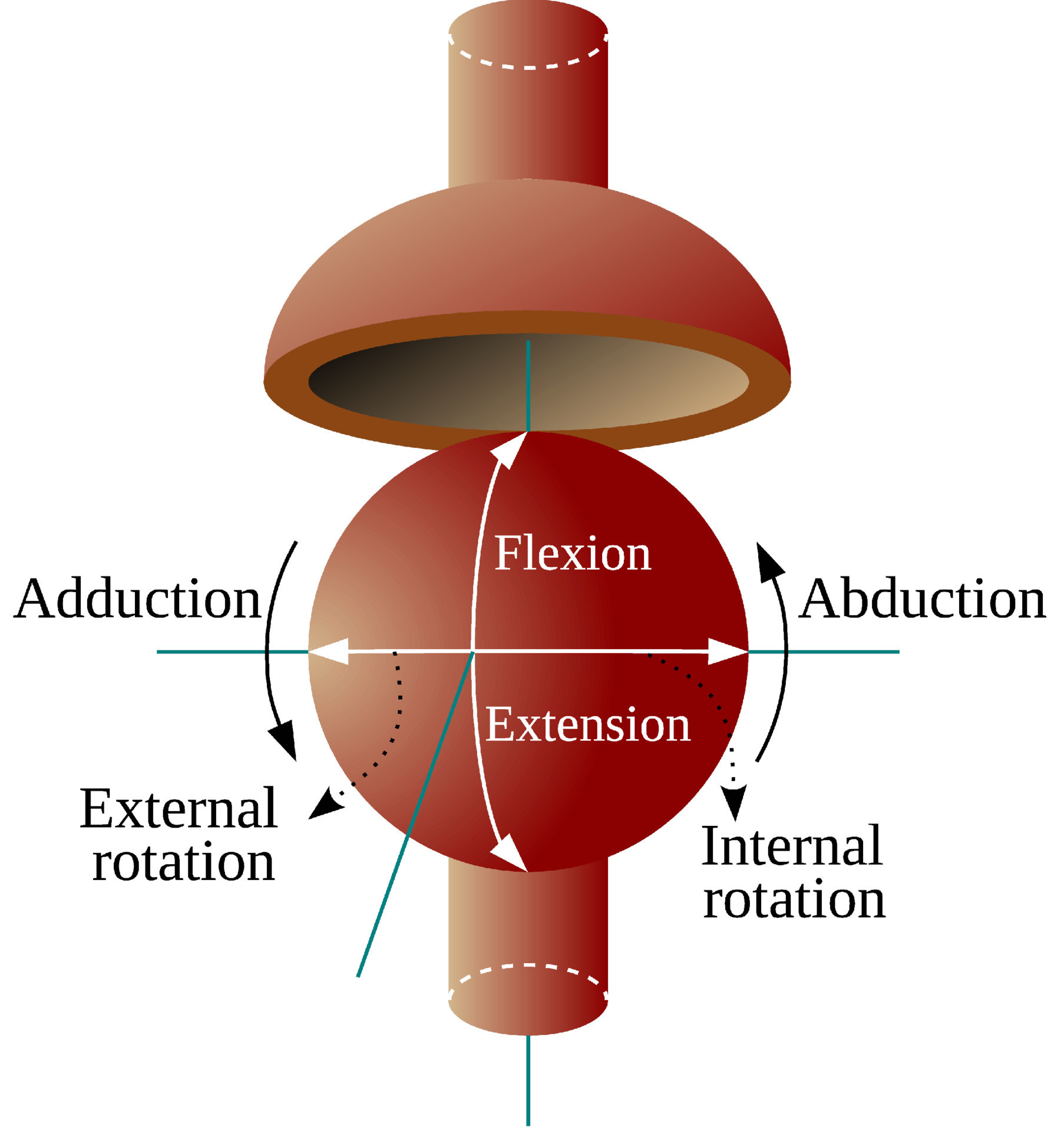 Ball and Socket Joint allows three relative rotations between the two