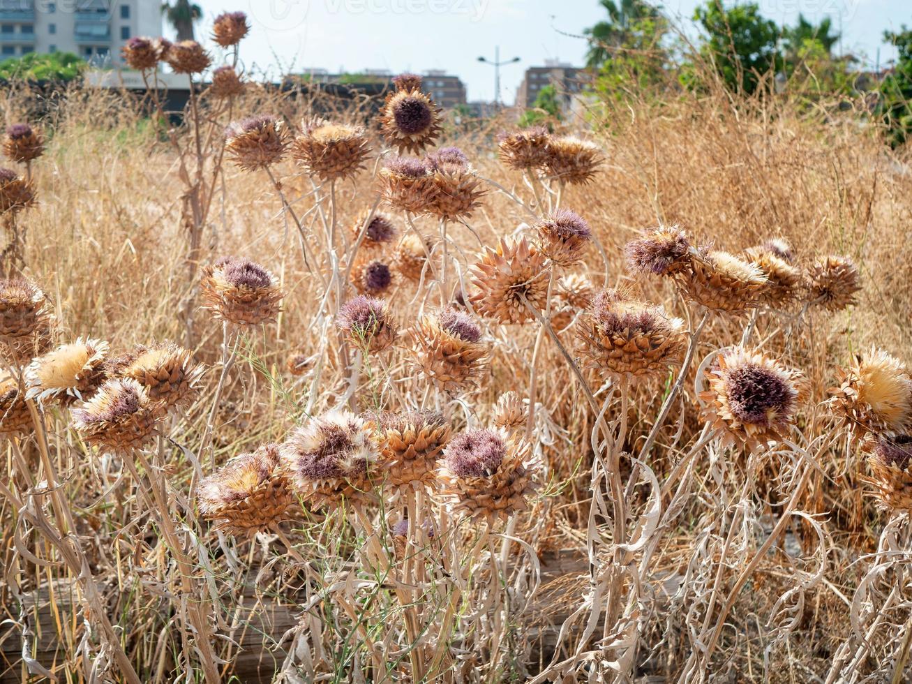 Globe artichoke or Cardoon, Cynara cardunculus, dried seed heads in a park in a city photo