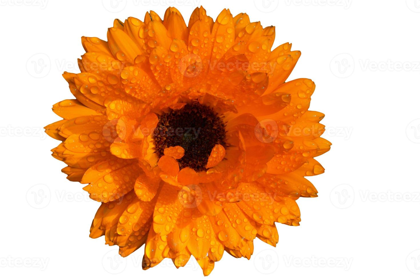 Calendula officinalis isolated on white background with dew drops photo