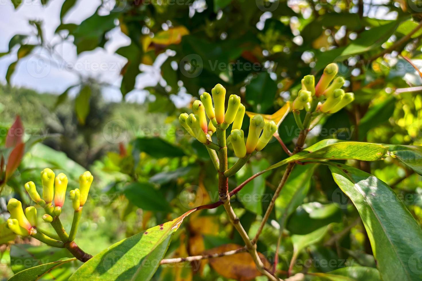 a few sprigs of fresh cloves on the tree photo