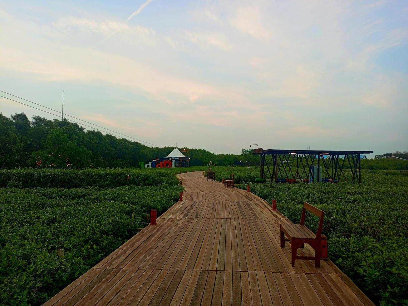 A view of the sky and sea with plants on the right and left and a wooden path in the middle. photo