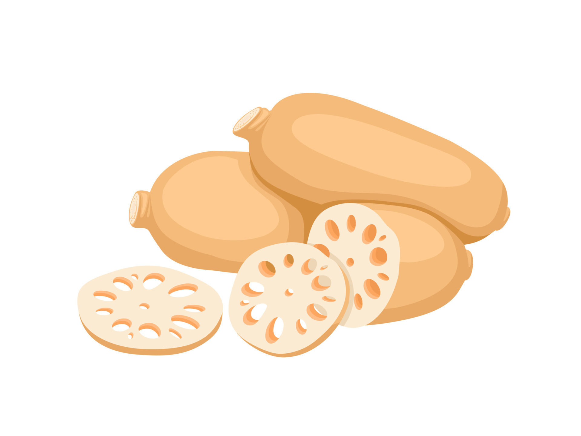 Vector illustration, lotus root with slices, isolated on white