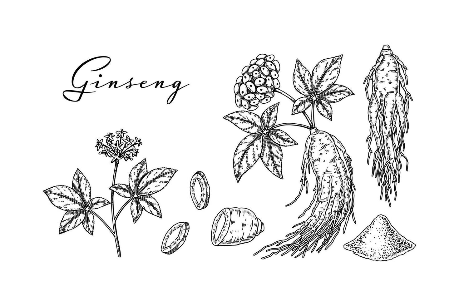 conjunto de raíz de ginseng silvestre dibujada a mano con hojas y bayas aisladas en fondo blanco. ilustración de vector botánico en estilo de boceto para embalaje, logotipo, diseño de artículos científicos