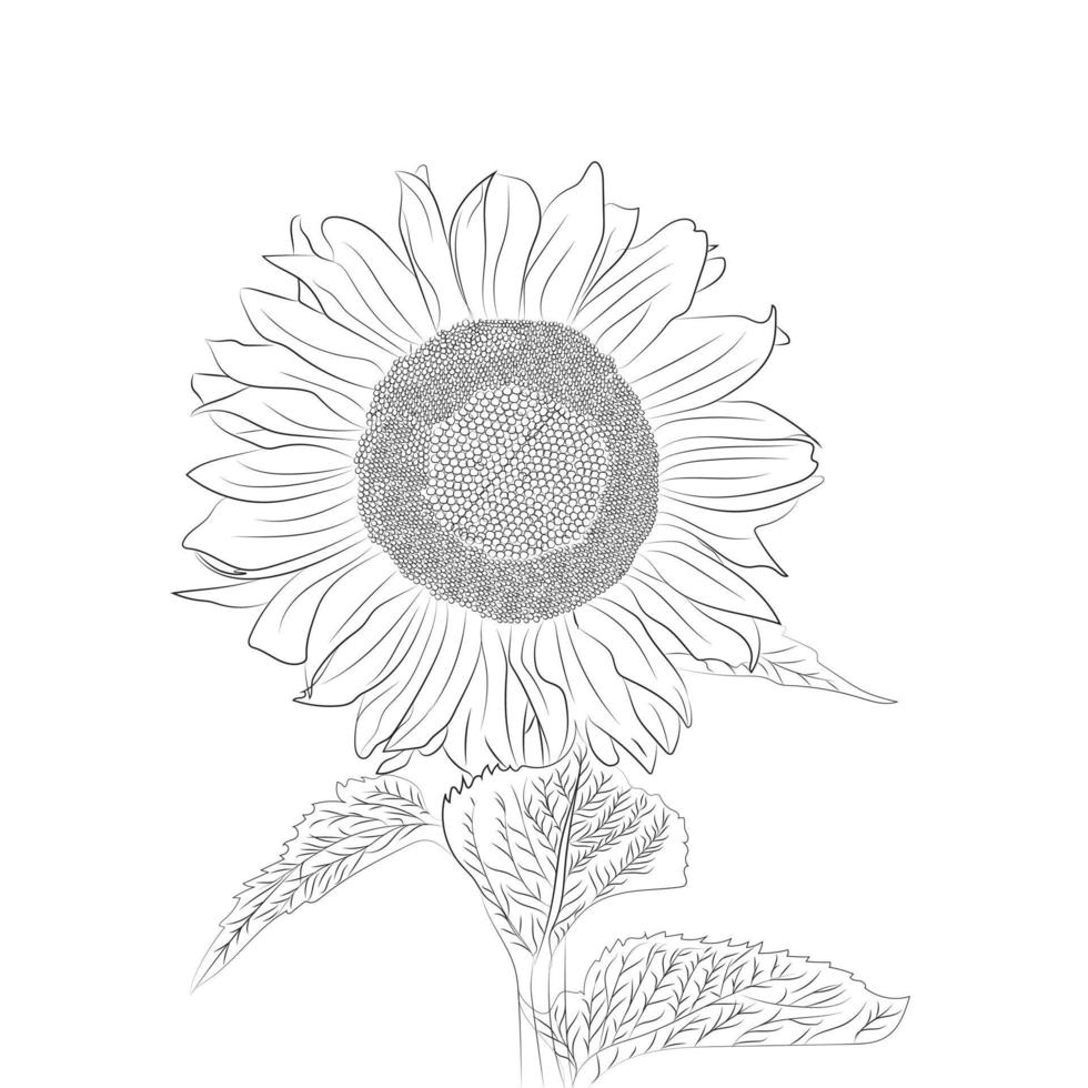 dibujo a mano de girasol con hoja y fondo blanco vector