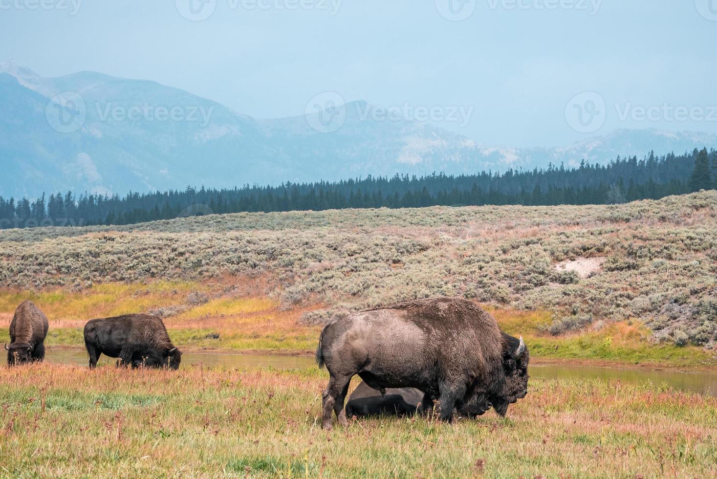 una manada de bisontes se mueve rápidamente a lo largo del río firehole en el parque nacional de yellowstone, cerca de la cuenca del géiser midway. bisonte americano o búfalo en el parque nacional de yellowstone usa wayoming foto