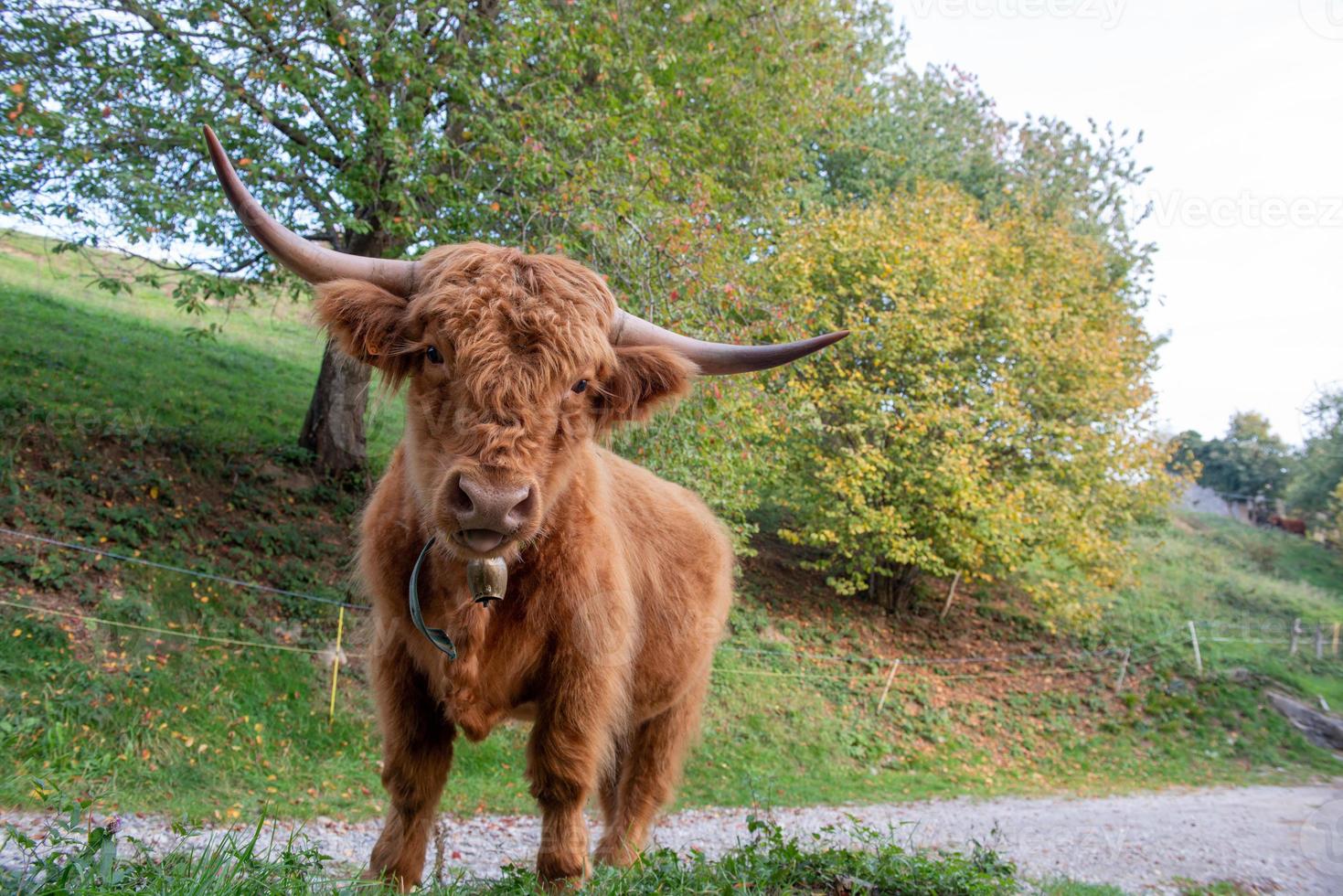 la raza de ganado highlanad es conocida por su rusticidad foto