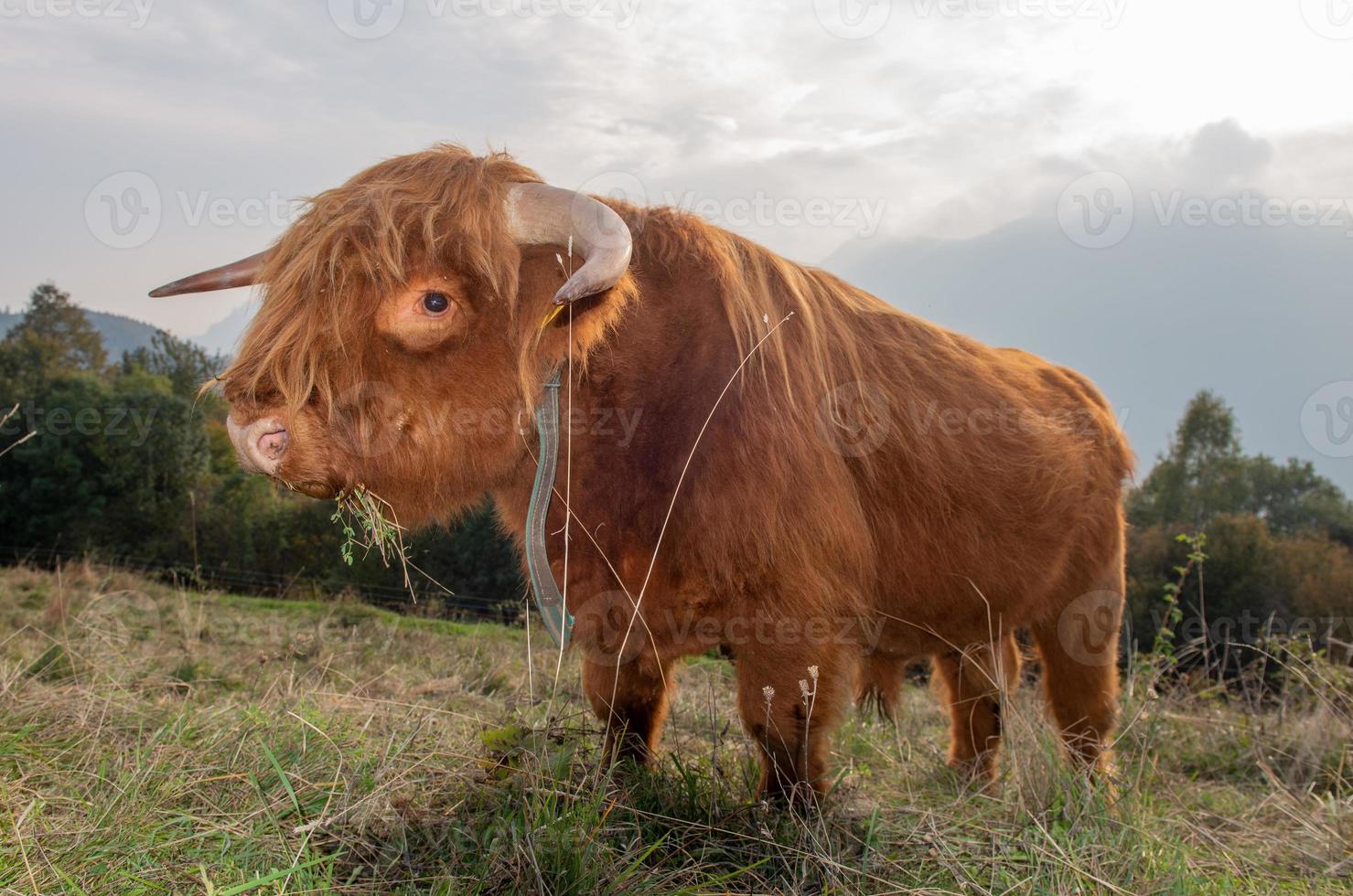 Highlanad cattle breed is known for its rusticity photo