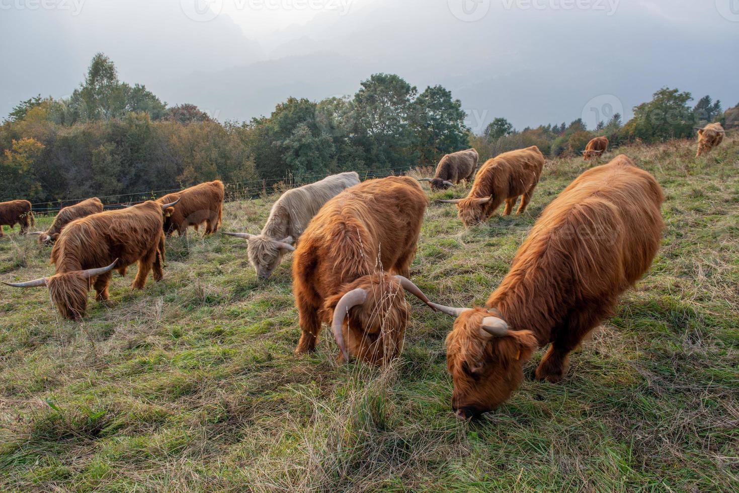 la raza de ganado highlanad es conocida por su rusticidad foto