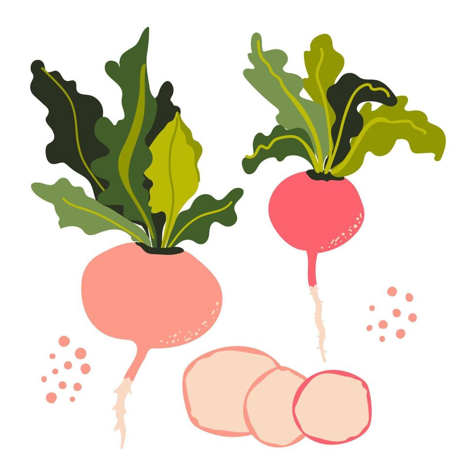 Radish set. Sliced pieces. Healthy vegetable. Vector illustration