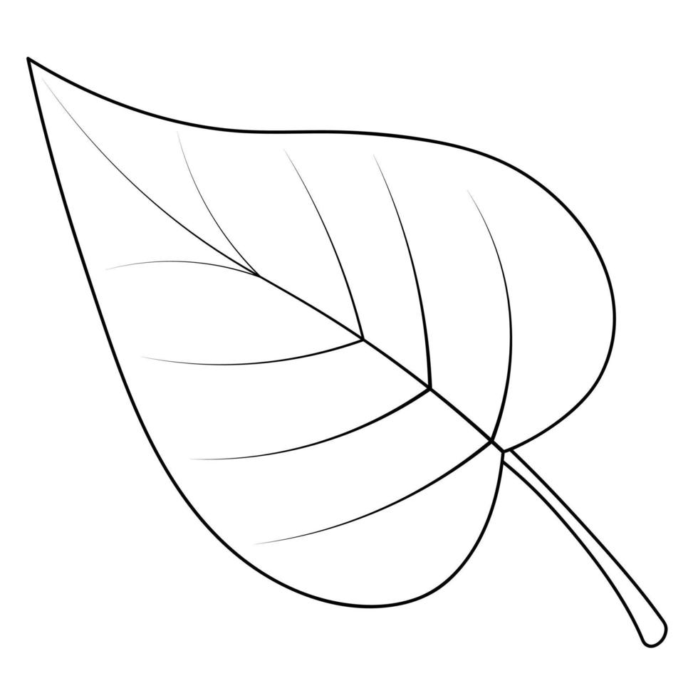 Poplar leaf. Part of the tree with veins. Vector illustration. Doodle style. Sketch. Coloring book for children. A leaf of a tree from the willow family. A symbol of freedom and hope.