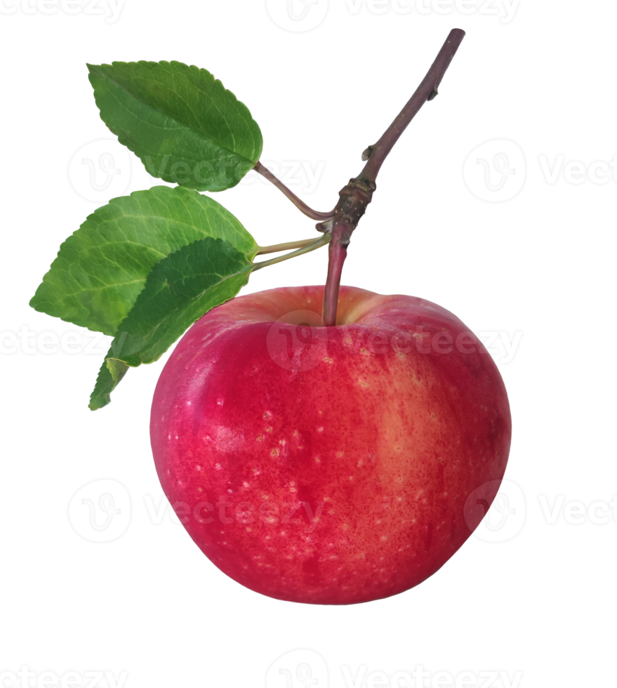Free dibujo de manzanas en estilo dibujado a mano. ilustración dibujada a mano. comida vegetariana. hojas verdes. dibujo de acuarela de estilo. alimentación saludable. 13113920 PNG with Transparent Background Free dibujo de manzanas en estilo dibujado a mano. ilustración dibujada a mano. comida vegetariana. hojas verdes. dibujo de acuarela de estilo. alimentación saludable. 13113920 PNG with Transparent Background