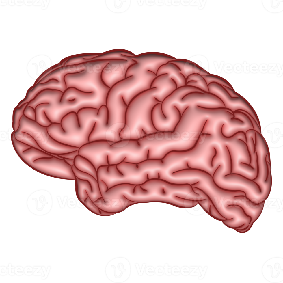 3d illustration human brain transparent background png