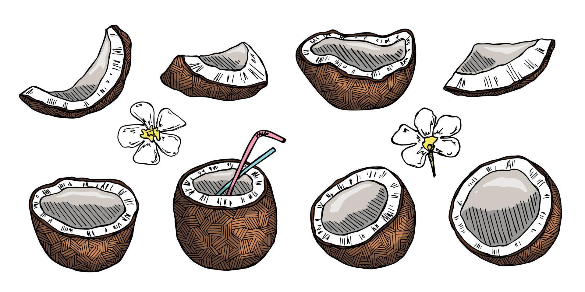 conjunto de imágenes prediseñadas de coco. icono de tuerca dibujado a mano. ilustración tropical. para impresión, web, diseño, decoración vector