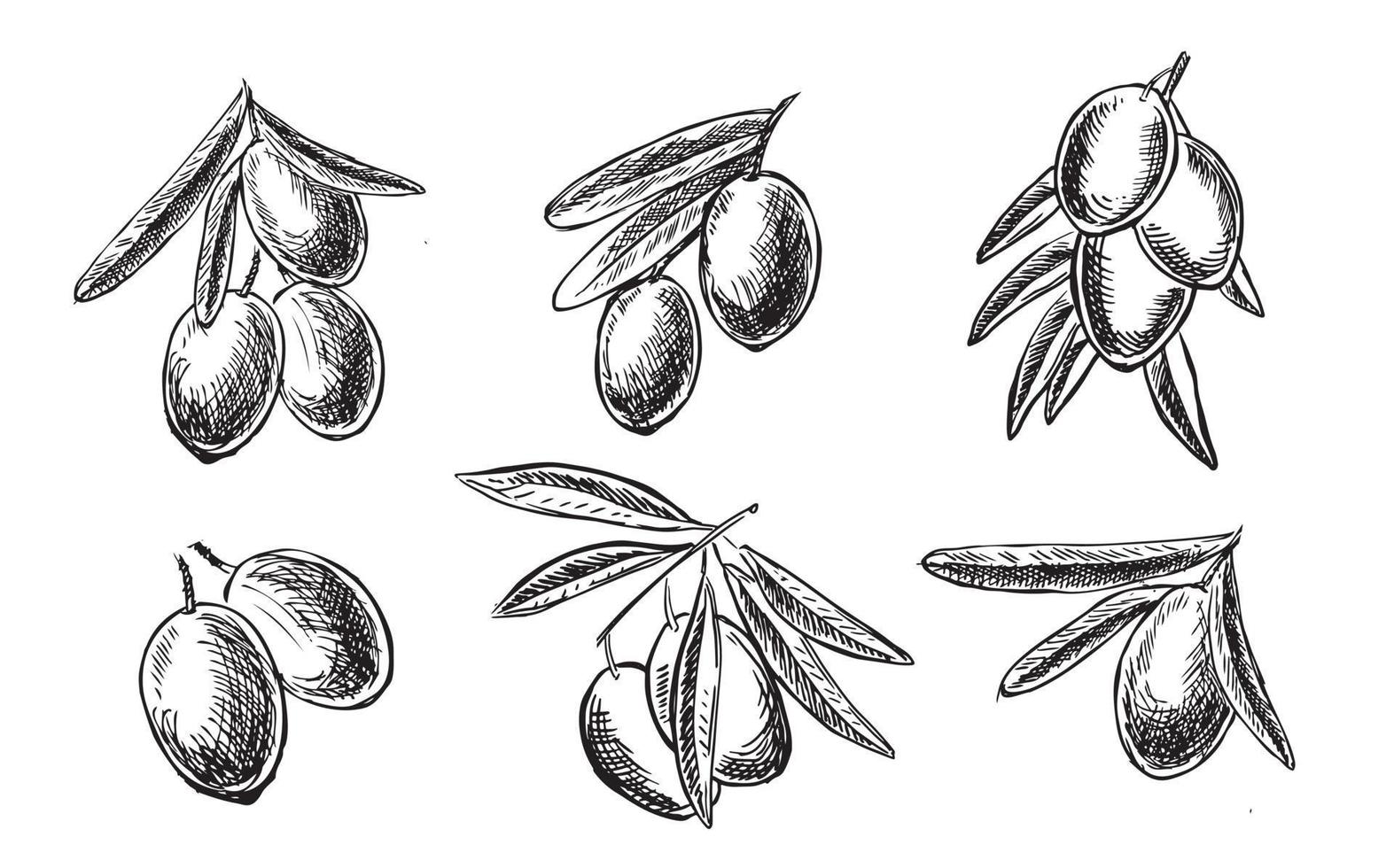 Olives on a branch, hand drawn, vector illustrations.