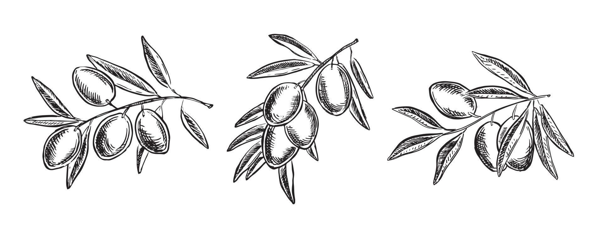 Olives on a branch, hand drawn, vector illustrations.