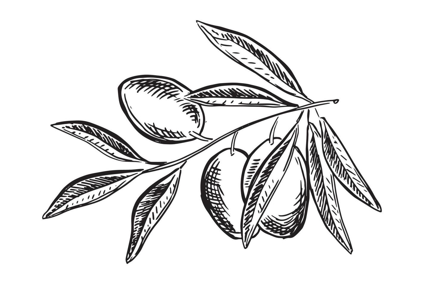 Olives on a branch, hand drawn, vector illustrations.