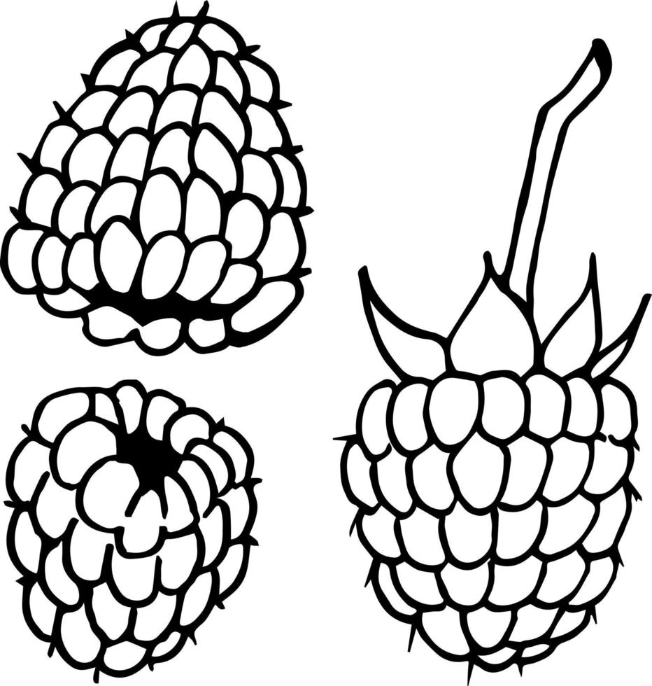 Black-and-white raspberry on white background. Vector image.