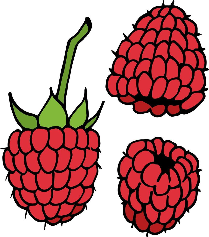 Raspberry on white background. Vector image.