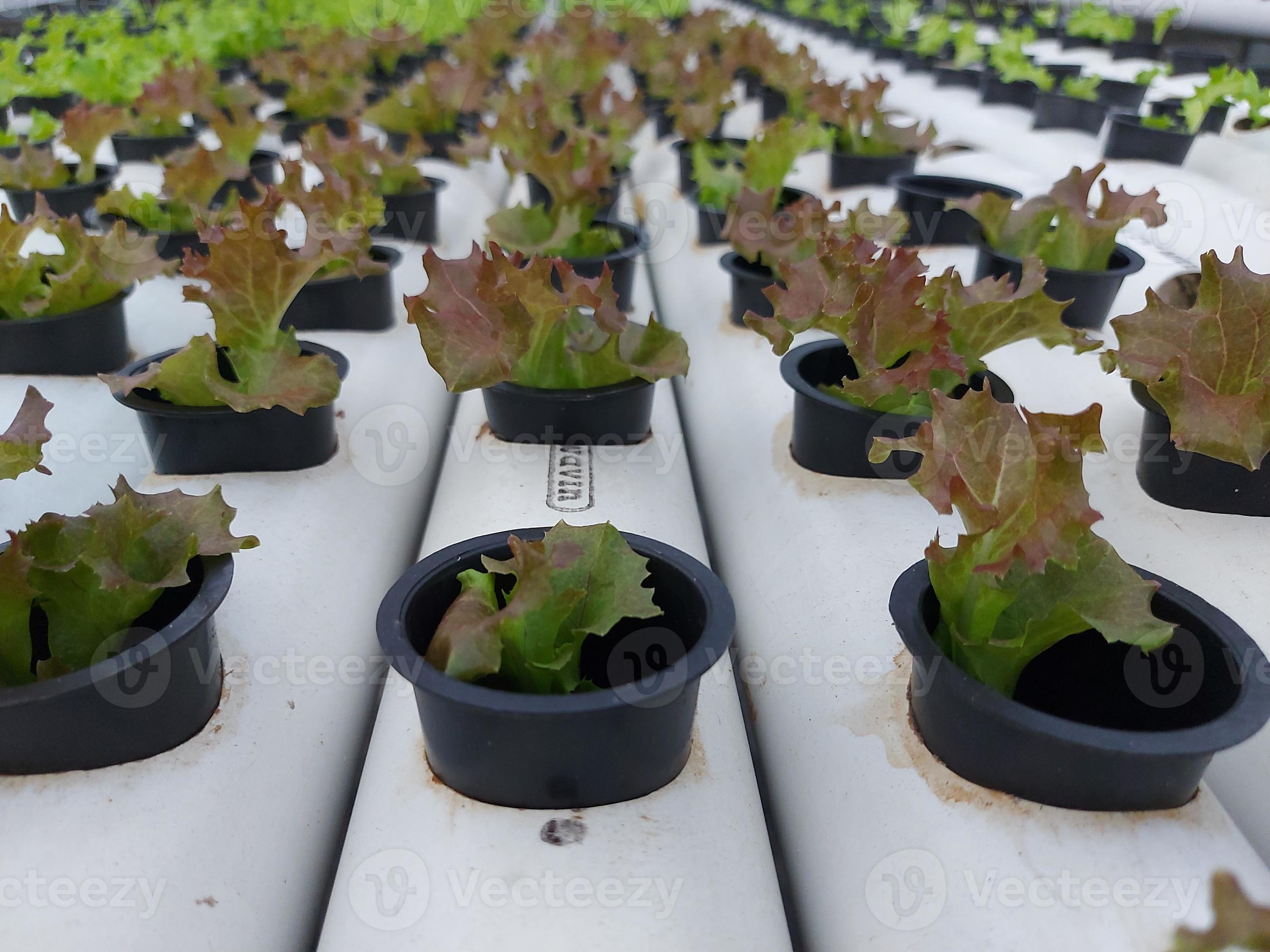 Selective focus of hydroponic lettuce plant with blurred background