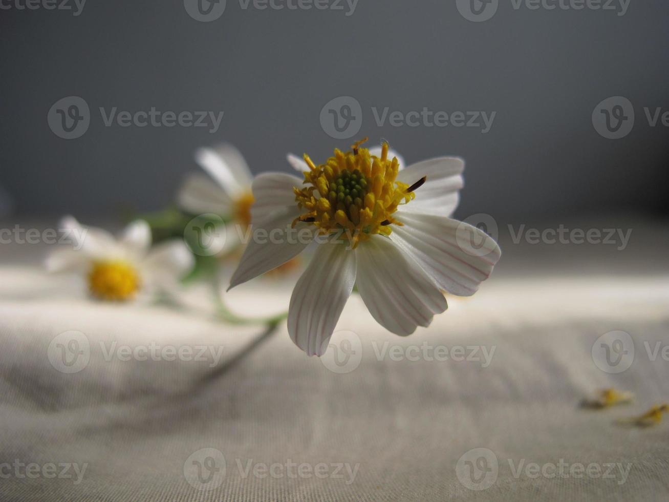 Abstract background of  white and yellow flowers, photo