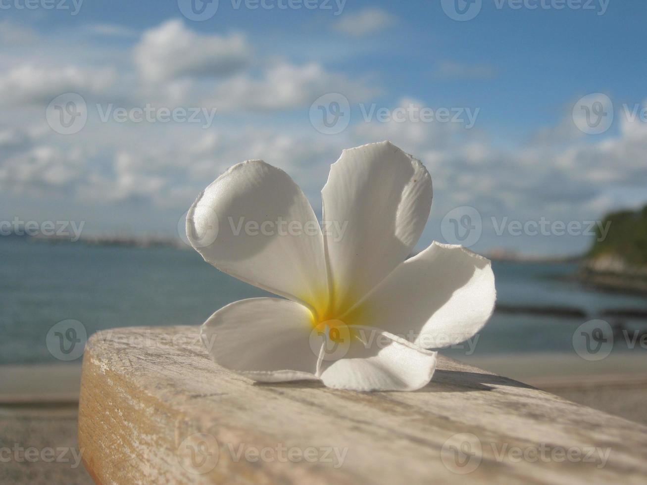 Abstract background of  white flowers, . photo