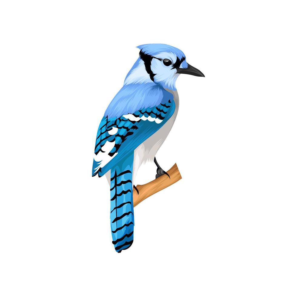Blue jay bird vector 13119264 Vector Art at Vecteezy