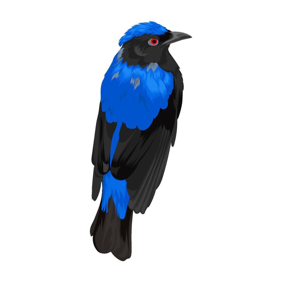 hada asiática bluebird vector