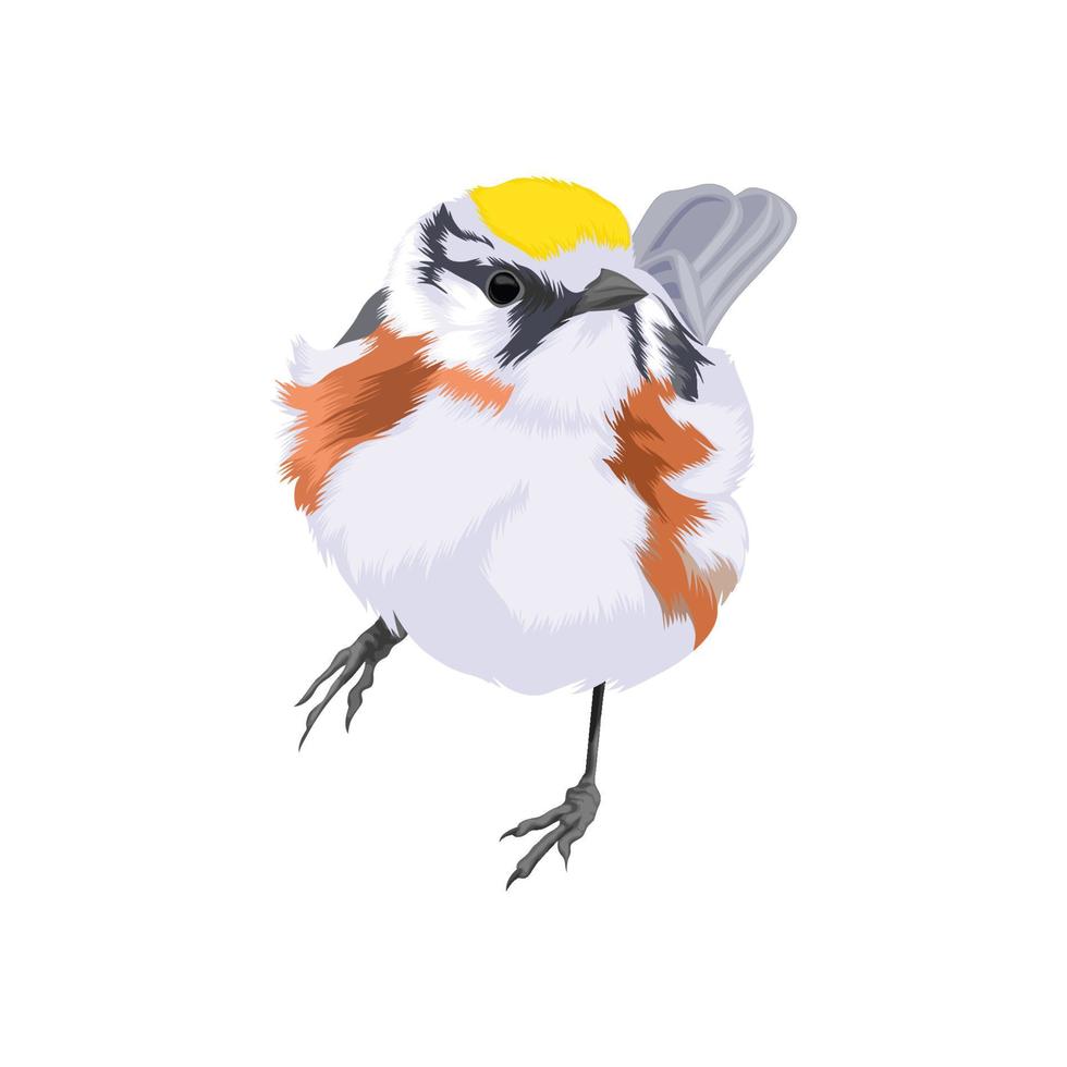 Chestnut sided Warbler vector