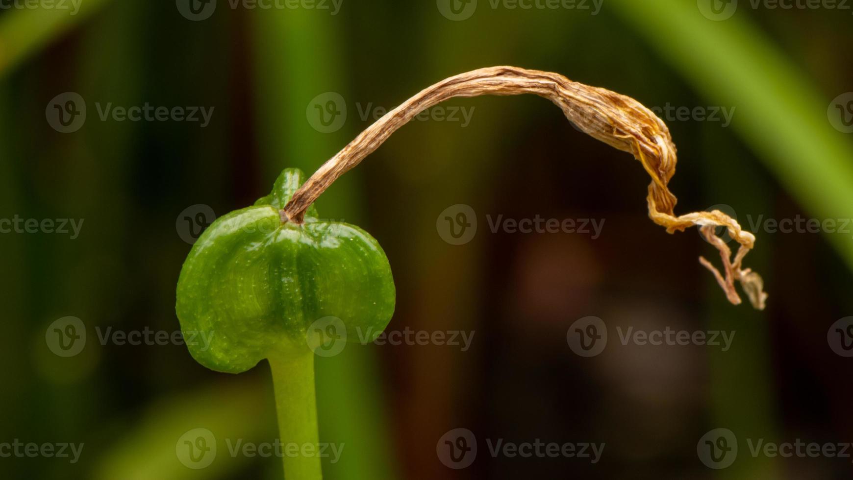 pod of rain lily on tree photo