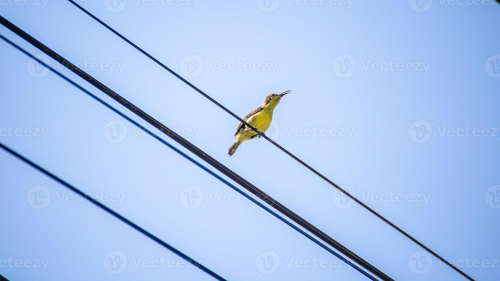 Olive-backed sunbird, Yellow-bellied sunbird perched on wire photo