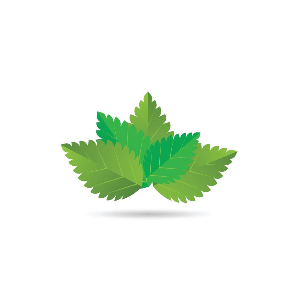 mint leaf logo vector